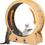 Cat Exercise Wheel